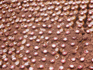 成都綠色大地公司